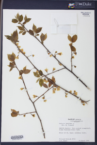 Halesia carolina image