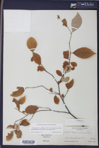 Styrax americanus image