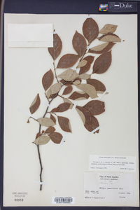 Styrax americanus image