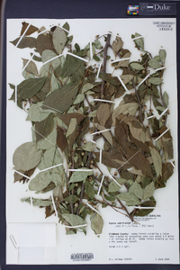 Styrax americanus image