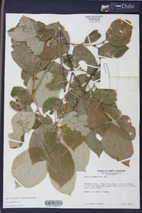 Styrax grandifolius image