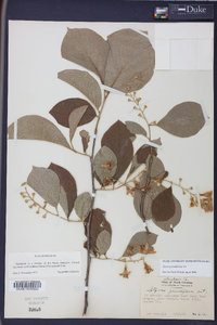 Styrax grandifolius image