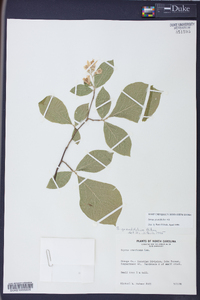 Styrax grandifolius image