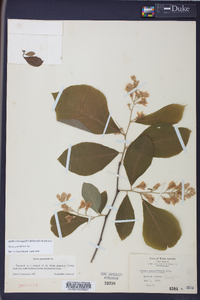 Styrax grandifolius image