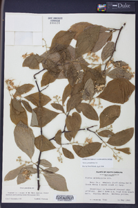 Styrax grandifolius image