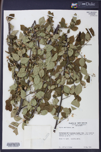 Styrax americanus image