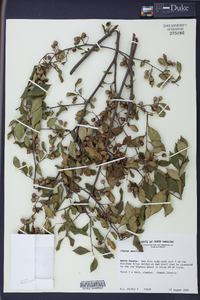 Styrax americanus image