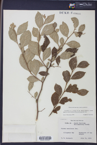 Styrax americanus image