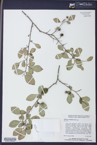 Styrax americanus image