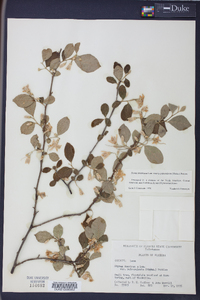 Styrax americanus image