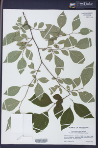 Styrax americanus var. pulverulentus image