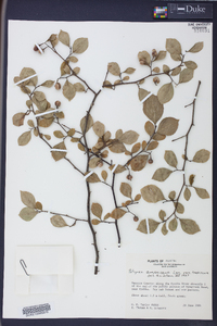 Styrax americanus image