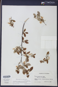 Styrax americanus image