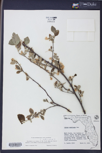 Styrax americanus image