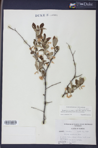 Styrax americanus image