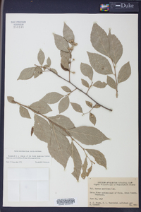 Styrax americanus image