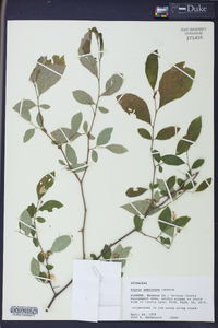 Styrax americanus image