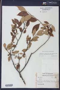 Styrax americanus image