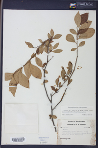 Styrax americanus image