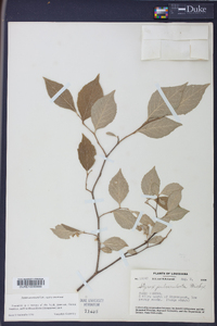 Styrax americanus image