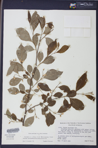 Styrax americanus image