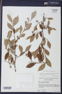 Styrax americanus image