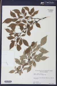 Styrax americanus image