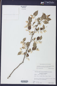 Styrax americanus image