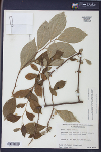 Styrax americanus image