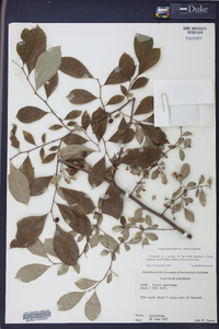 Styrax americanus image