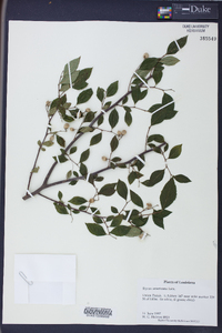 Styrax americanus image