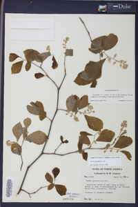 Styrax grandifolius image