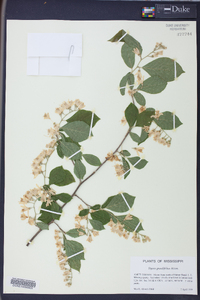 Styrax grandifolius image