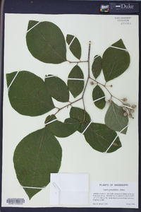 Styrax grandifolius image