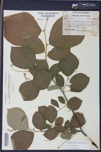 Styrax grandifolius image