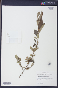 Styrax pulverulentus image