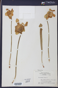 Sarracenia flava image