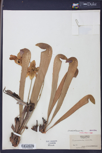 Sarracenia minor image