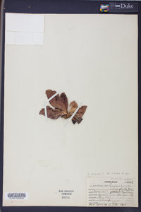 Sarracenia purpurea image