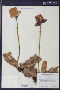 Sarracenia purpurea image