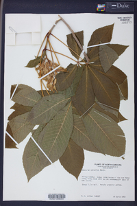 Aesculus sylvatica image