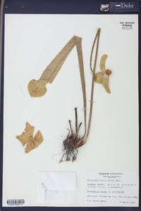 Sarracenia alata image