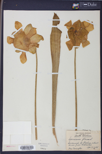 Sarracenia flava image