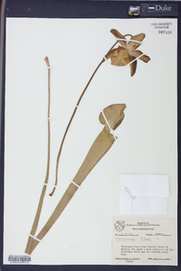 Sarracenia flava image