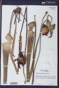 Sarracenia leucophylla image