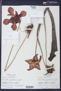 Sarracenia leucophylla image