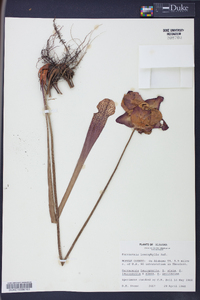 Sarracenia leucophylla image