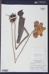 Sarracenia leucophylla image