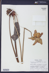 Sarracenia leucophylla image
