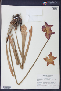 Sarracenia leucophylla image